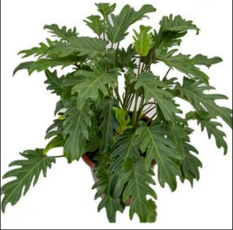 Philodendron Xanadu