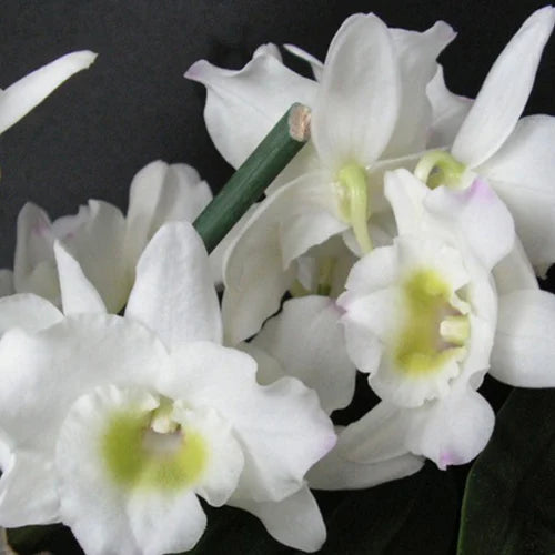 Dendrobium Dang White