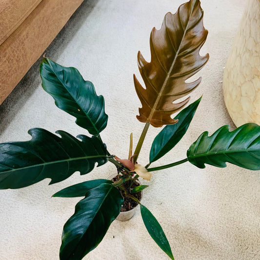Philodendron Caramel Pluto
