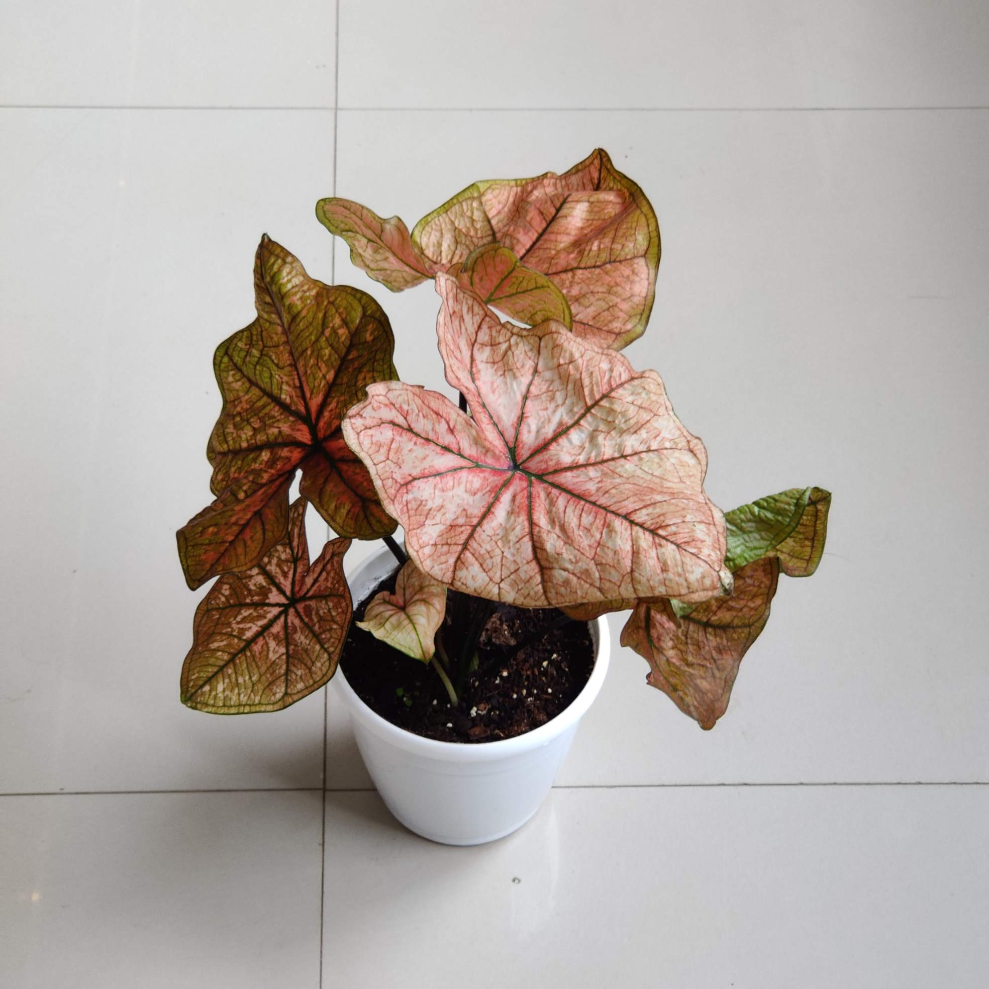 Caladium