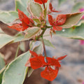 Abhimanyu (Rooted)
