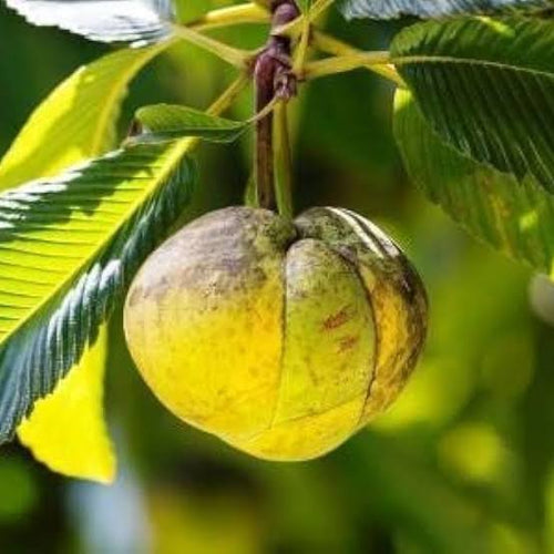 Chalta (Elephant Apple)