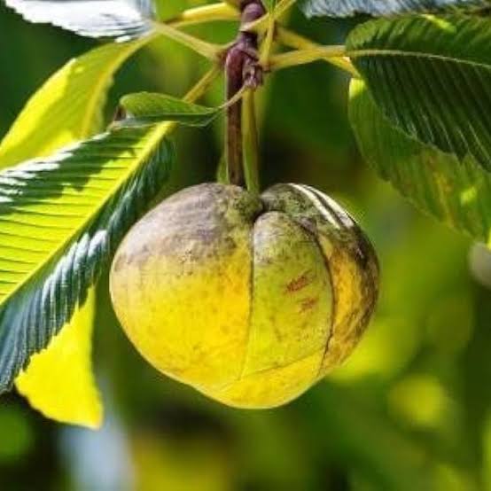 Chalta (Elephant Apple)