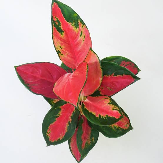 Aglaonema Suksum Red