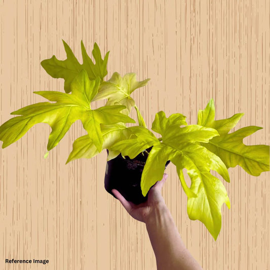 Philodendron Selloum Golden