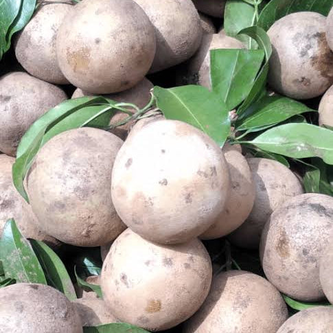 Cricket Ball Safeda (Dhaka)