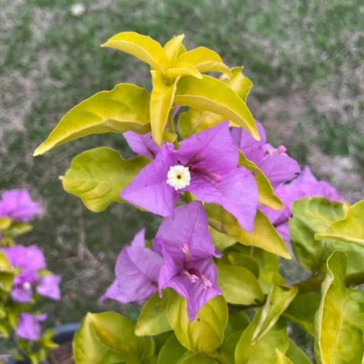 Lilac Gold