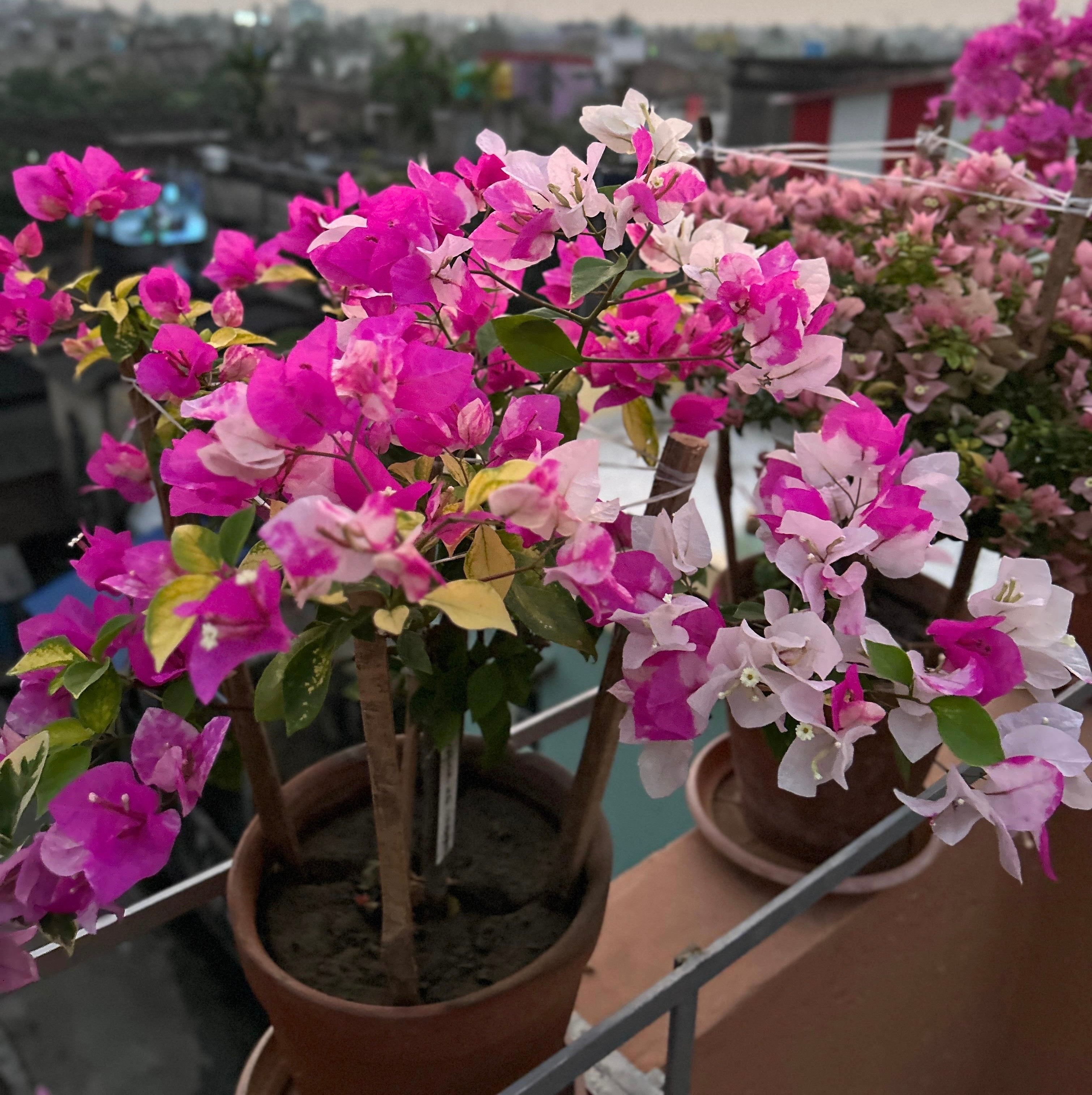 Magic Ice Cream (Grafted)