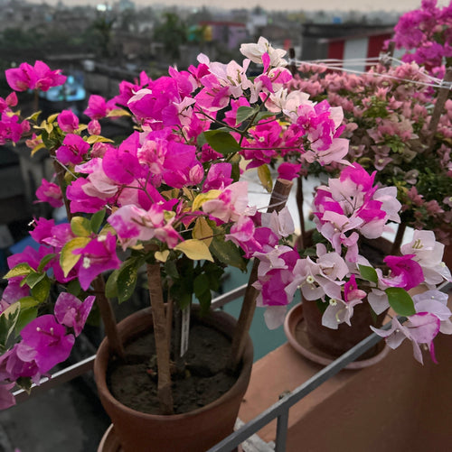 Magic Ice Cream (Rooted)