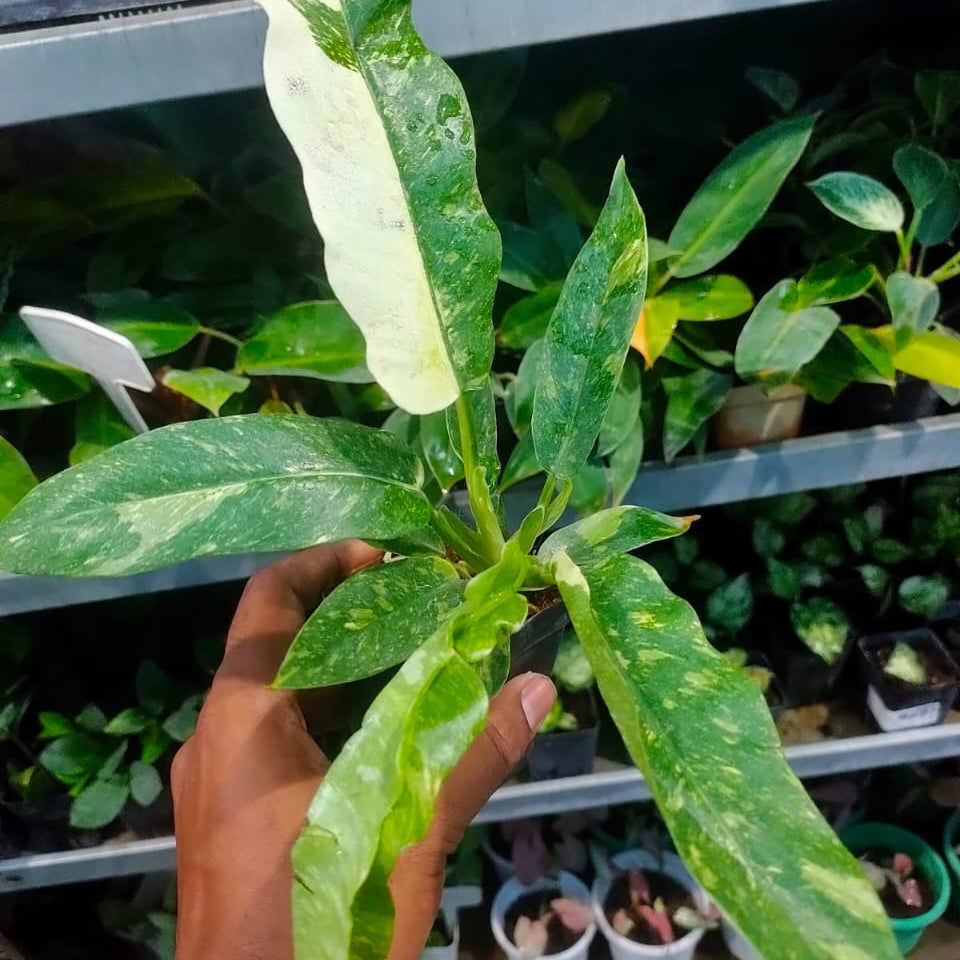 Philodendron Ring of Fire