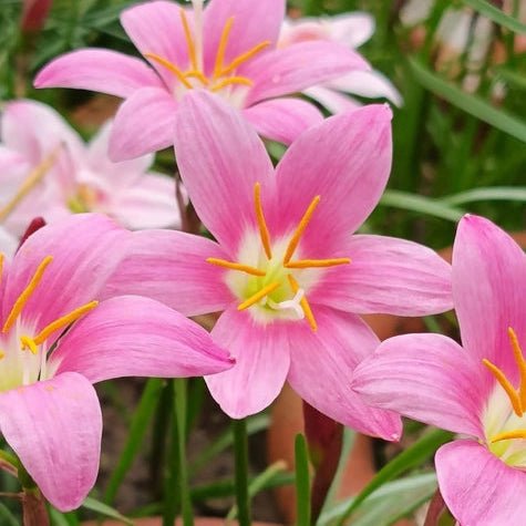 Beauty Eyes - GO GREEN