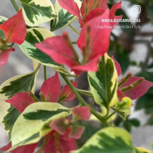 Breeza Red Variegated (Grafted) - GO GREEN