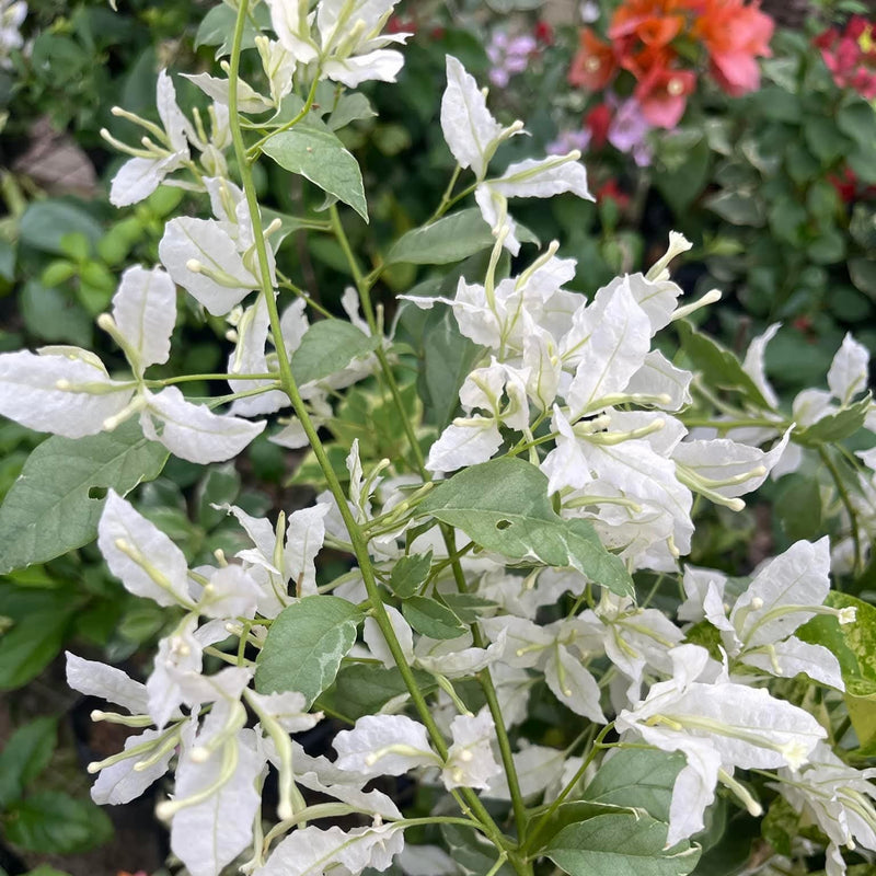 Butterfly White - GO GREEN