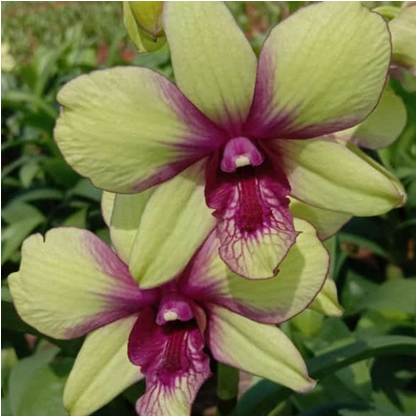 Dendrobium Burana Green Star #770