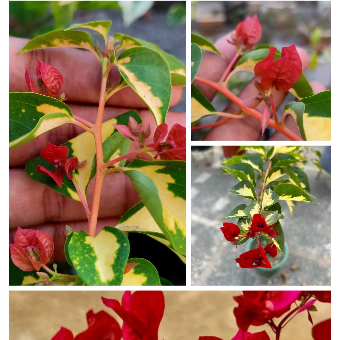 Thimma Red China (Grafted)