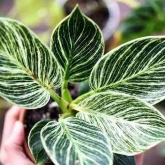 Philodendron Birkin