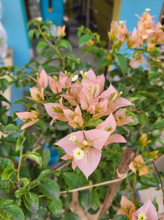 Sakura Tiger (Grafted)