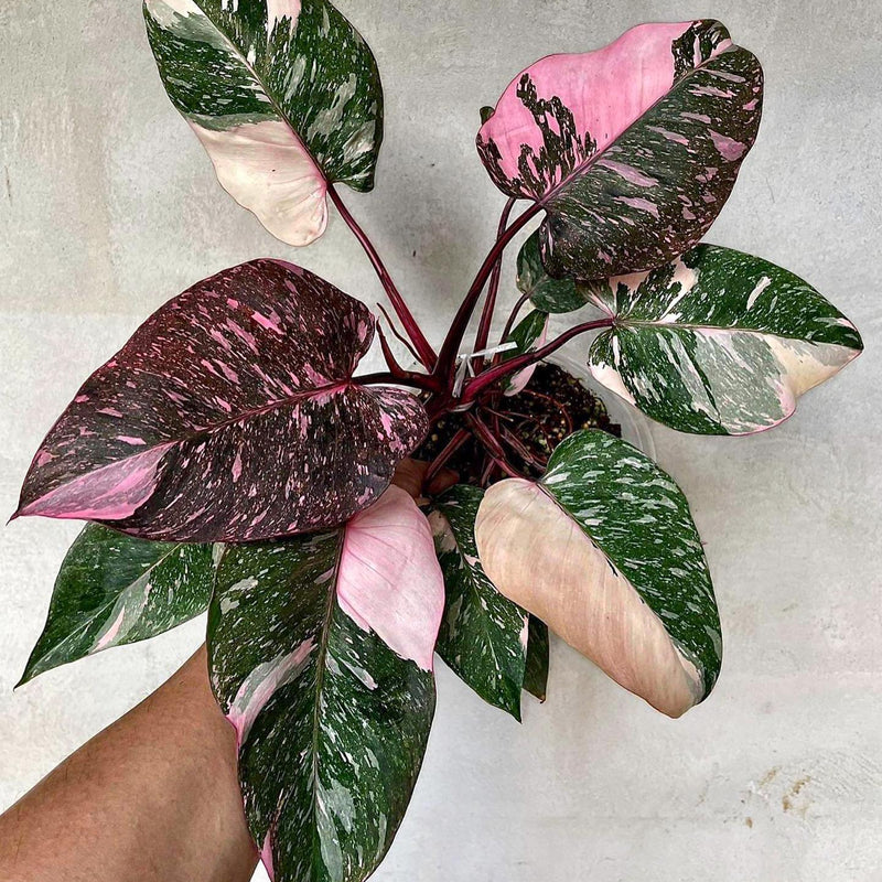 pink princess philodendron india Philodendron Pink Princess Marble – GO GREEN