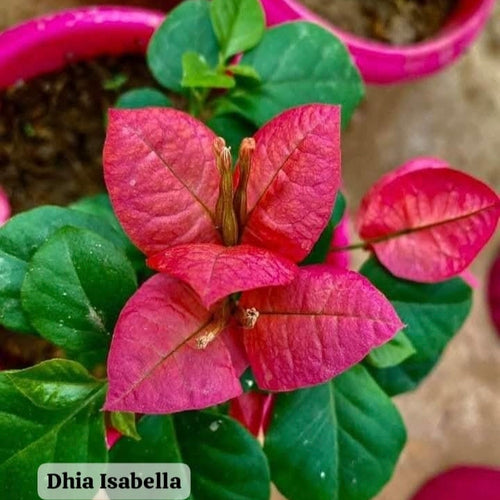 Isabella
