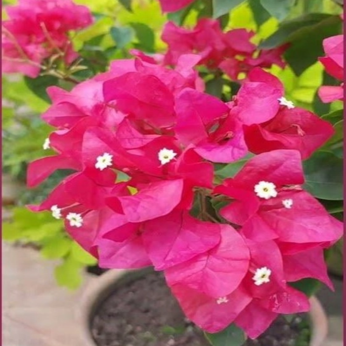 Meera (Red Colour) (Rooted)