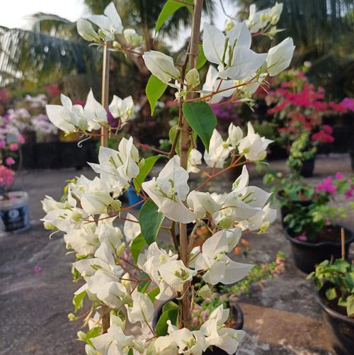 Chilli White