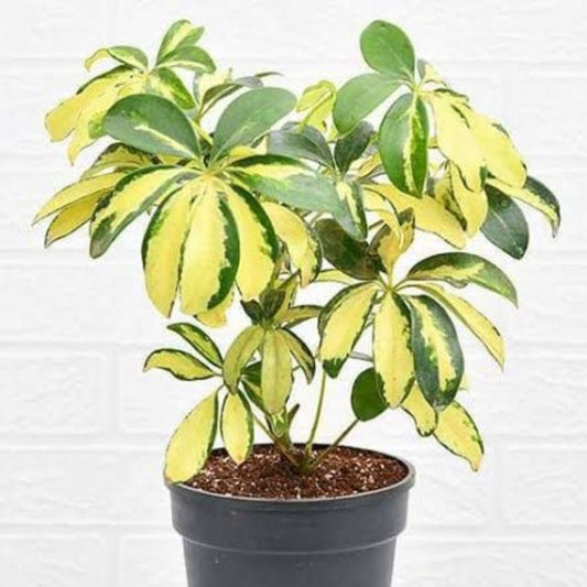 Schefflera Plant