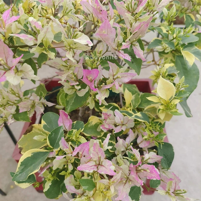 Butterfly Splash (Grafted)