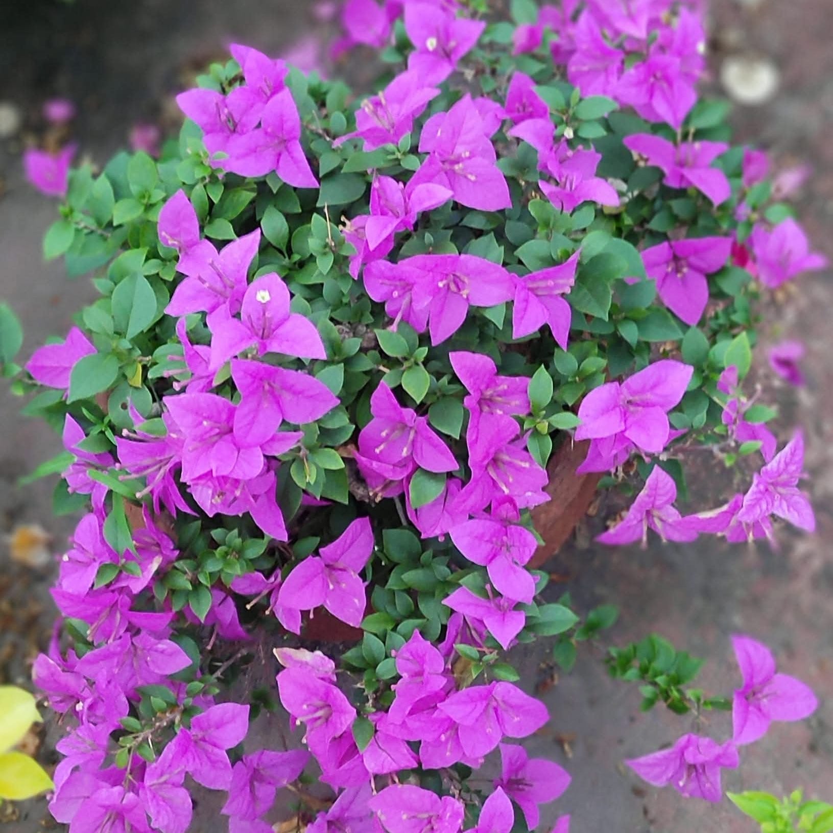 Mandakini by Amitav Mukherjee