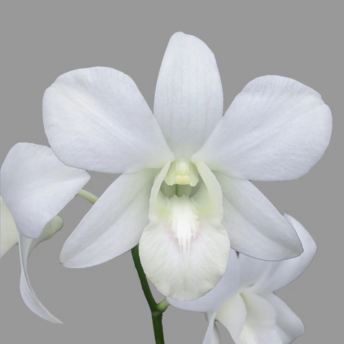 Dendrobium Sonia White