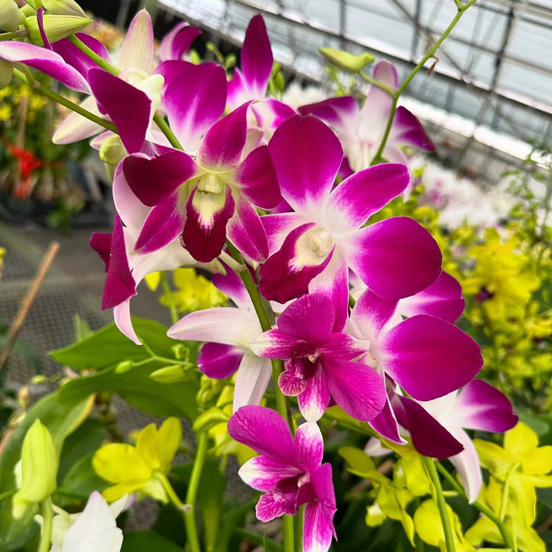 Dendrobium Sonia