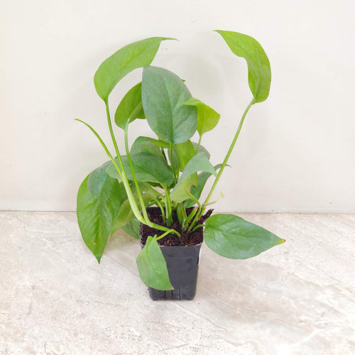 Epipremnum Blue