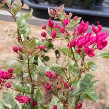 Keropok Red