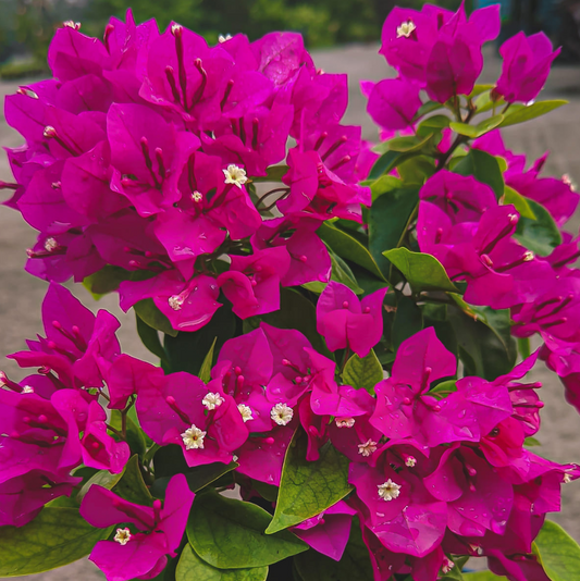 Vera Deep Purple (Rooted)