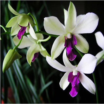 Dendrobium Woon Leng