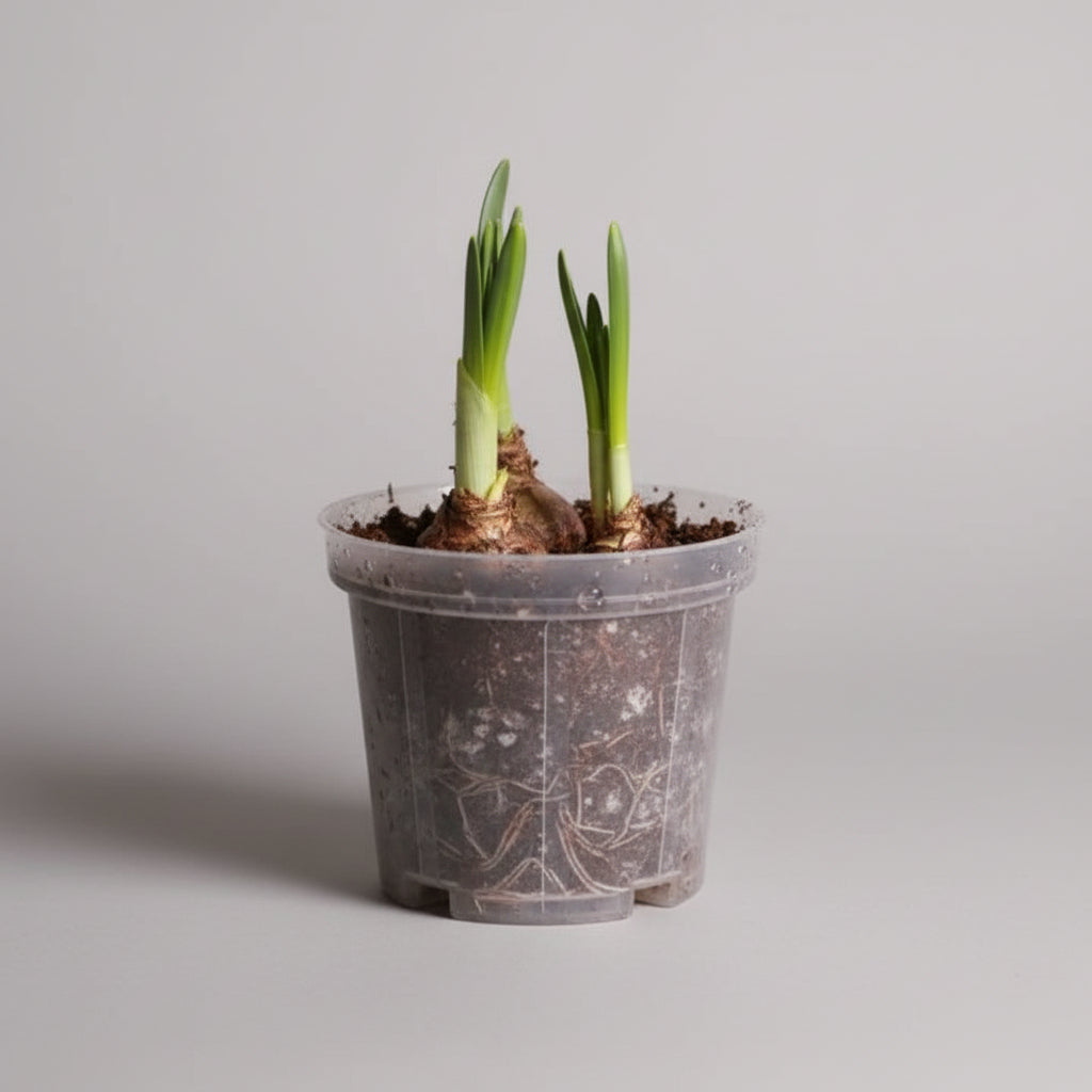 Transparent pot ( combo 10)