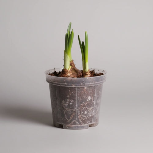 Transparent pot (Combo 10)