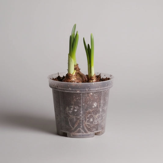 Transparent pot ( combo 10)