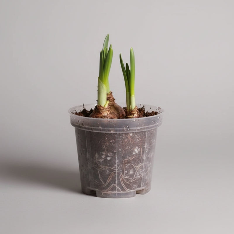 Transparent pot (Combo 10)