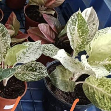 Aglaonema White Luxub