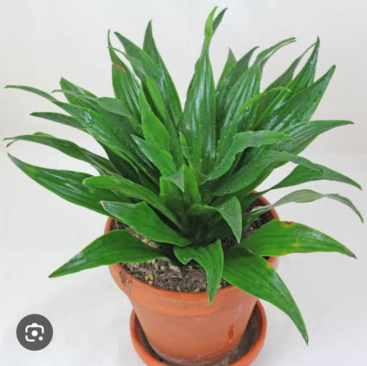 Dracaena Fragrans