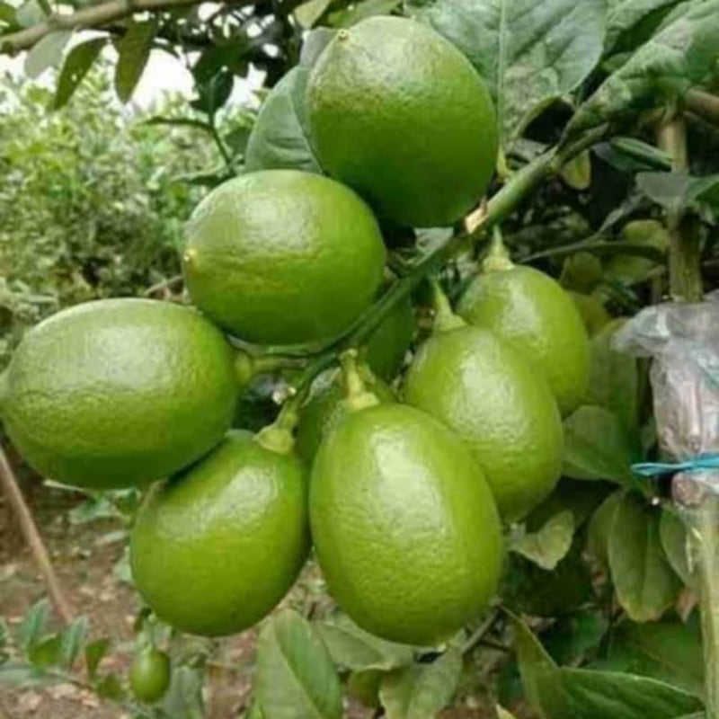 kagaji Lemon