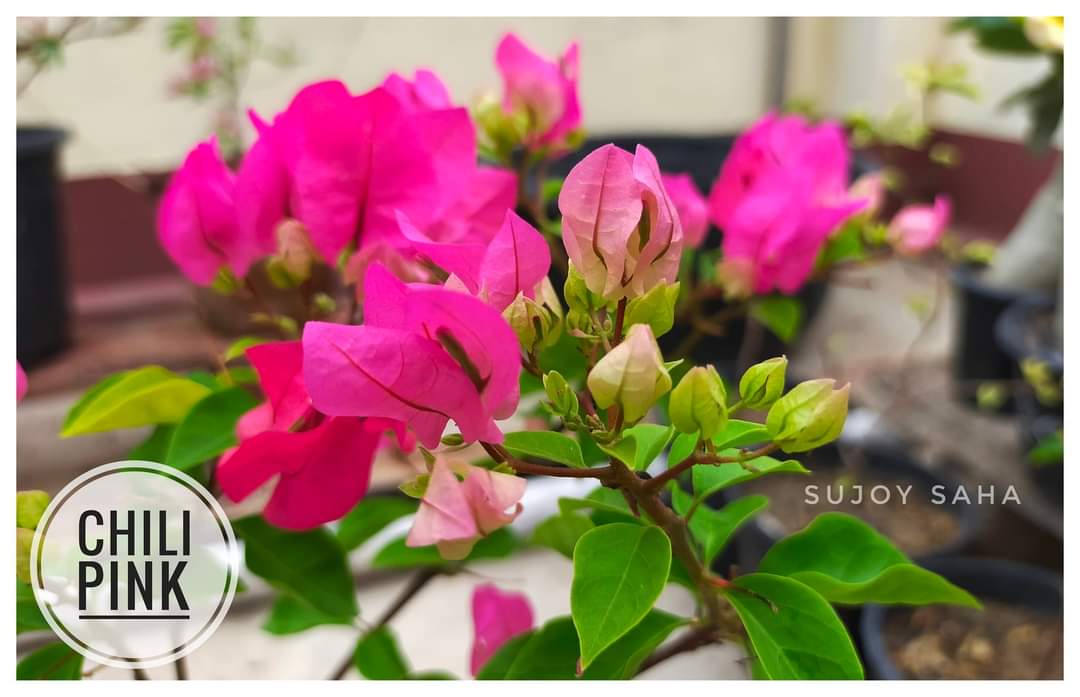 Chilli Pink (Rooted)