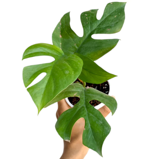 Monstera Minima / Raphodoflora Testatespeema