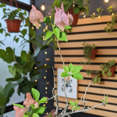 Zakirana Pink
