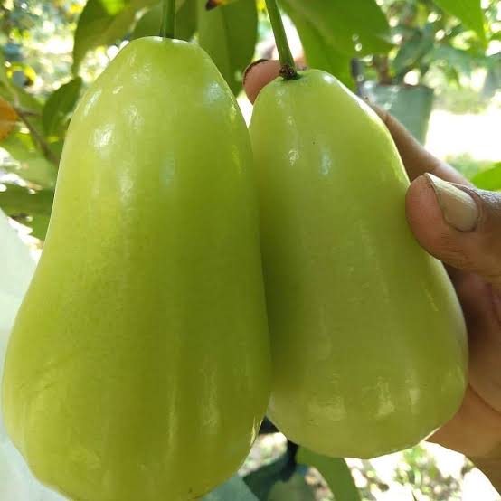 Green Elongated Wax Apple