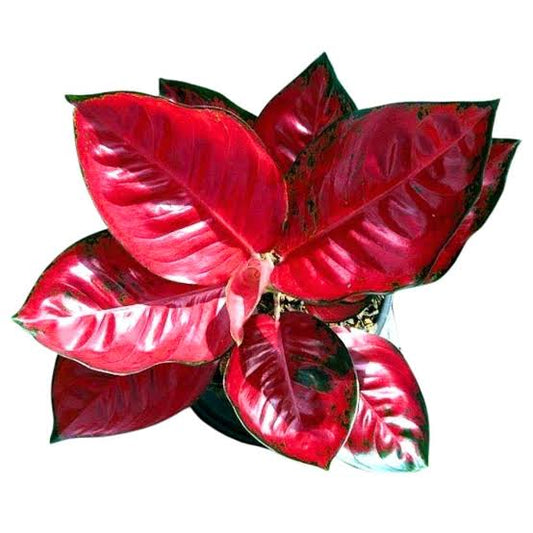 Aglaonema Red Diamond