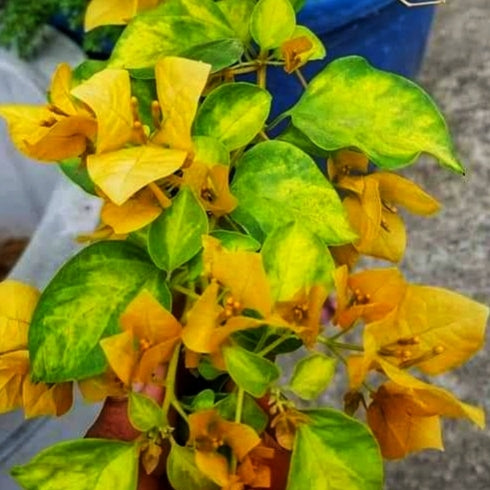 Golden Yellow (Grafted)