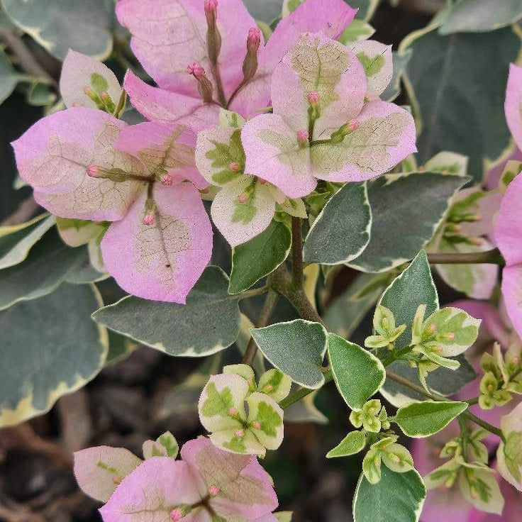 L D Beauty (Grafted)