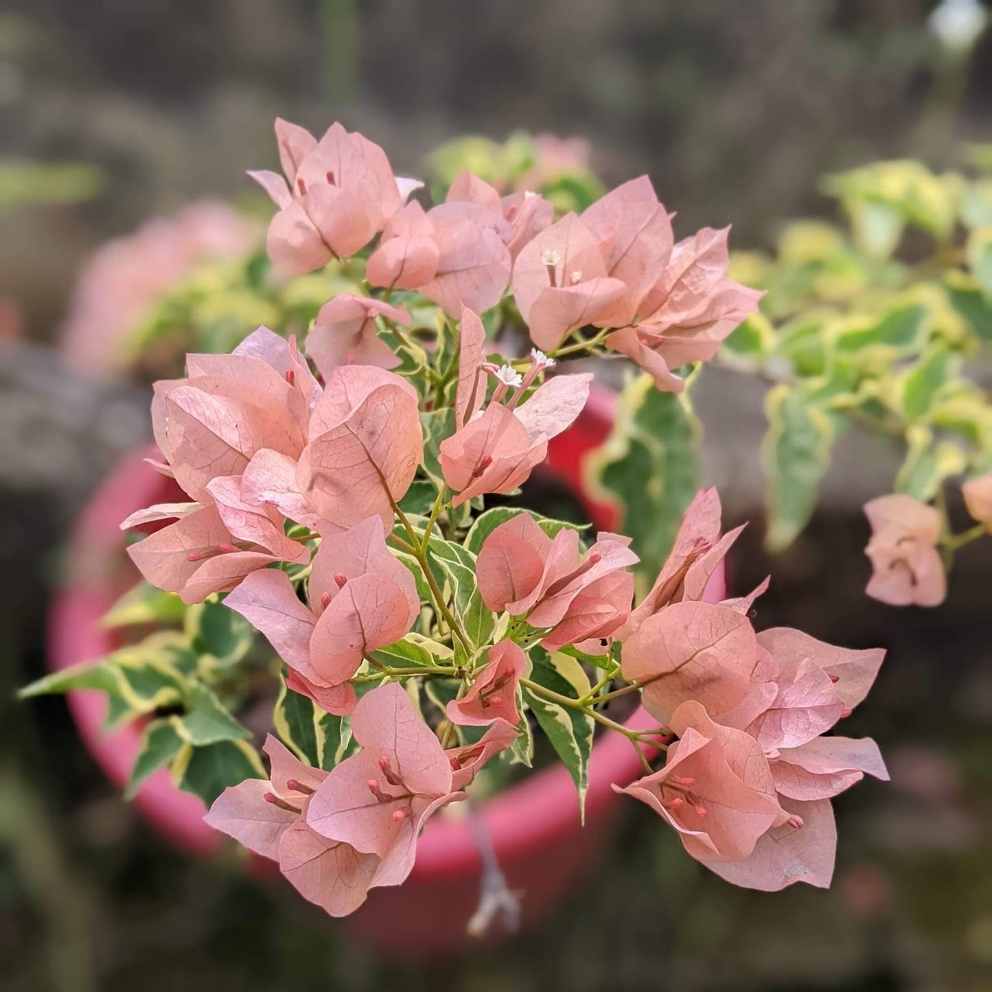 Emas Perak (Grafted)