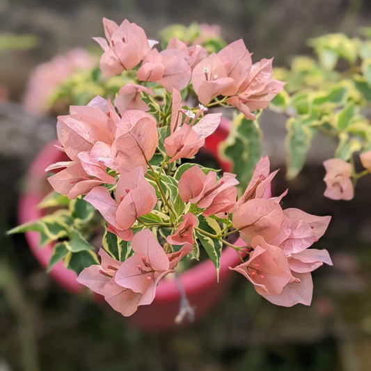 Emas Perak (Grafted)